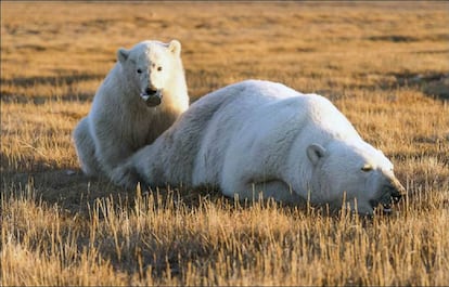 El cachorro de oso polar con la lata en la boca junto a su madre sedada.