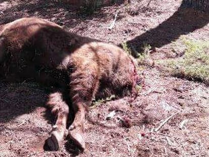 A male bison named Sauron was found decapitated in Valdeserrillas (Valencia).