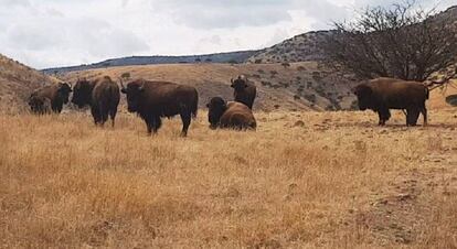 Los bisontes encontrados en uno de los ranchos incautados de César Duarte.