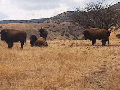 Los bisontes encontrados en uno de los ranchos incautados de César Duarte.