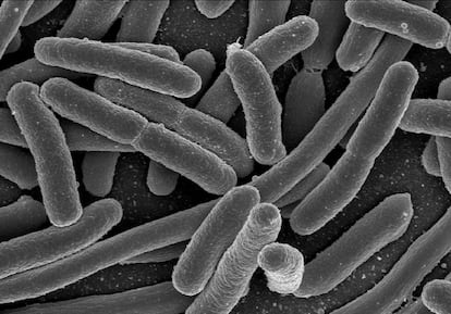 Bacterias 'Escherichia coli', observadas al microscopio electrónico.