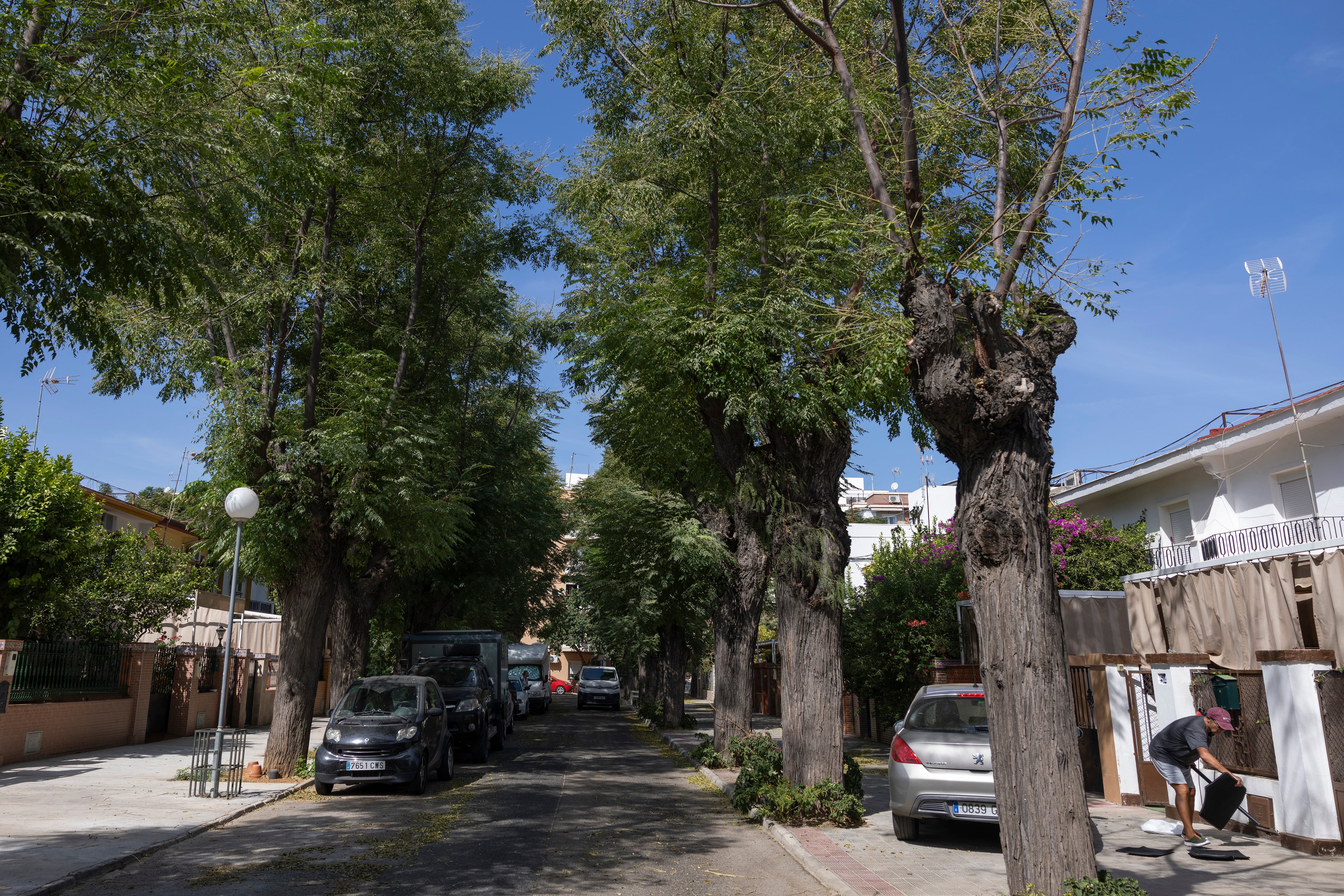 Árboles del barrio de Tablada, este jueves. 