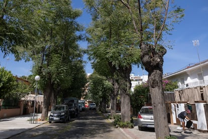 Árboles del barrio de Tablada, este jueves. 