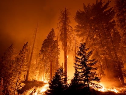 The Windy Fire blazes through the Long Meadow Grove of giant sequoia trees in Sequoia National Forest on September 21, 2021 near California Hot Springs, California.