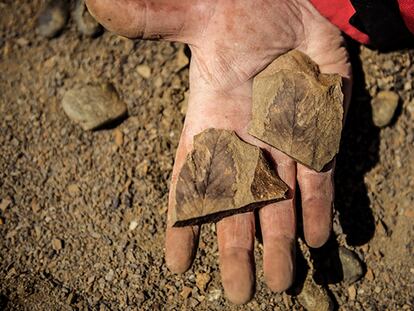 Los fósiles de plantas son claves para entender qué sucedió en la zona hace 68 millones de años.