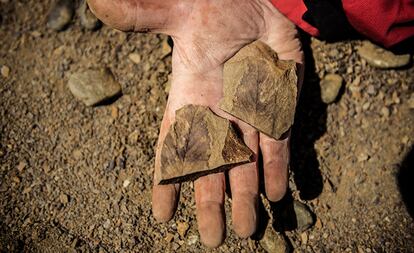 Los fósiles de plantas son claves para entender qué sucedió en la zona hace 68 millones de años.