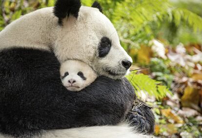 En la imagen, los panda Ya Ya y Mei Mei de la película "Nacido en China", cuyo rodaje duró tres años para poder capturar la esencia de múltiples especies en algunos de los lugares más remotos de China.