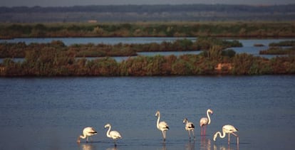 Marismas del Odiel, en Huelva.