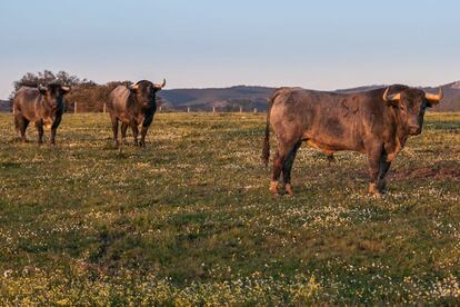 Estos toros presentan dificultades pero también una emoción fuera de lo común.