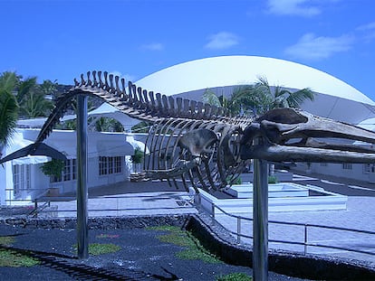 Esqueleto de un rorcual tropical, frente al Museo de Cetáceos de Canarias, en Yaiza (Lanzarote).
