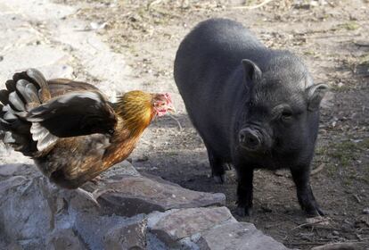 Los cerdos vietnamitas son especies exóticas que la gente compra como animales de compañía. Cuando crecen suelen ser más molestos, motivo por el cual muchos son abandonados. En la imagen aparece un ejemplar mirando a un gallo.