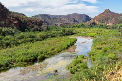 El río Sonora, que sufrió en 2014 el peor vertido minero de la historia de México, en julio de 2019.