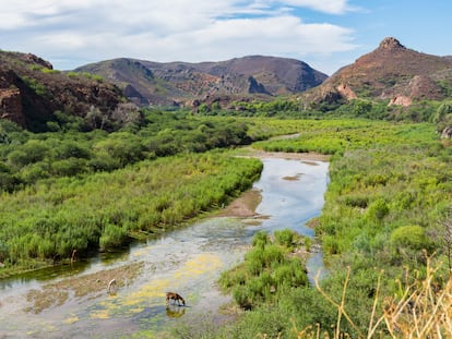 El río Sonora, que sufrió en 2014 el peor vertido minero de la historia de México, en julio de 2019.