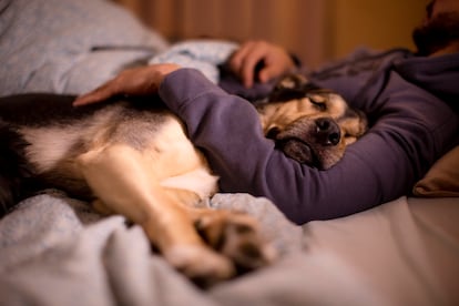 An adult dog sleeping with its owner.