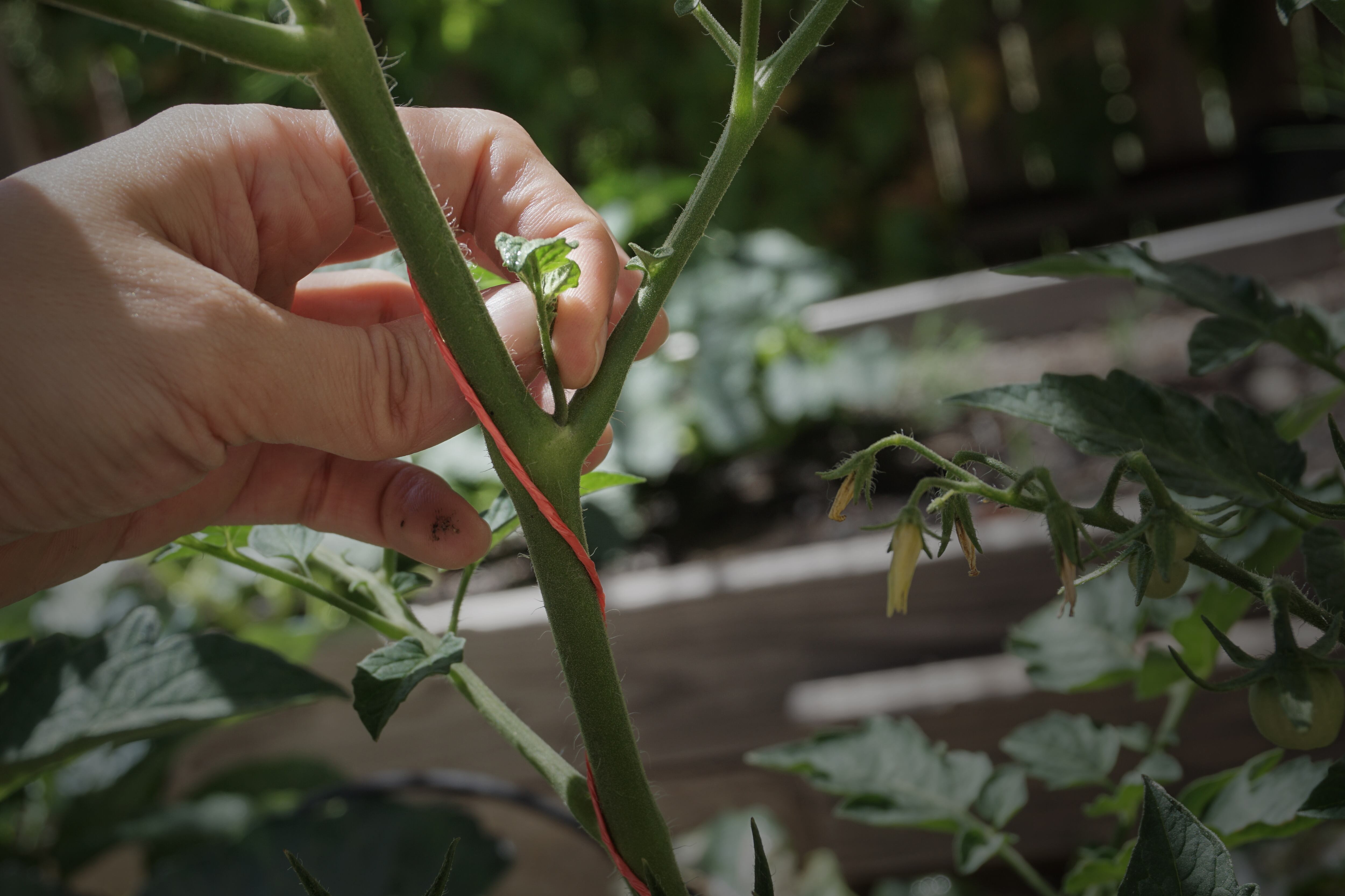 Una persona quitando el chupón de una tomatera.