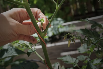 tomato plant