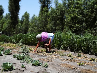 Una mujer retira espinacas estropeadas por la falta de agua, en Xochimilco (México), el pasado 17 de mayo.