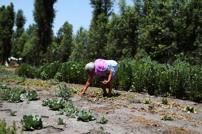 Una mujer retira espinacas estropeadas por la falta de agua, en Xochimilco (México), el pasado 17 de mayo.