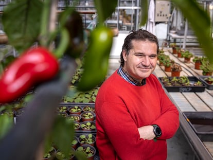 José Miguel Mulet, en un invernadero de la Universidad Politécnica de Valencia.