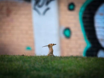 ¿Sabes reconocer a los animales del Manzanares?