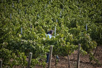 Viñedo de la bodega Sabaté i Coca, en Barcelona.