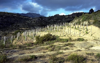 Viñedo de Las Beatas, en Labastida (Álava).