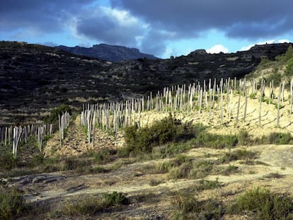 Viñedo de Las Beatas, en Labastida (Álava).