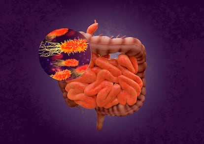 Las bacterias del intestino regulan el funcionamiento del sistema inmunitario en todo el organismo. / CSIC.