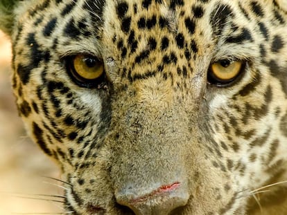 Imagen de archivo de un leopardo.