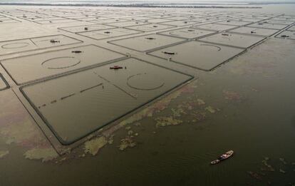 Un agricultor de cangrejos peludos rodea unas granjas acúaticas, en Kunshan (China).