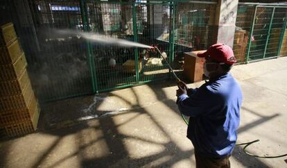 Un trabajador desinfecta una jaula con pollos en Shanghái para intentar frenar la última gripe.