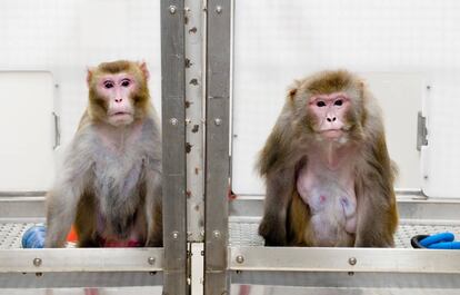 La fotograf&iacute;a muestra a un macaco que sigui&oacute; una dieta baja en calor&iacute;as. A la derecha, otro ejemplar, que comi&oacute; todo lo que quiso y pudo.