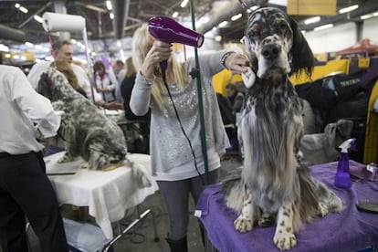 Los perros compiten por ser los mejores en sus razas, luego participan por ser el mejor del grupo y después compiten por ganar el premio al mejor del show. En la imagen, Lisa Nielsen, seca el pelo a Tux, un setter inglés, en el backstage de la Westminster Kennel Club Dog Show de Nueva York.