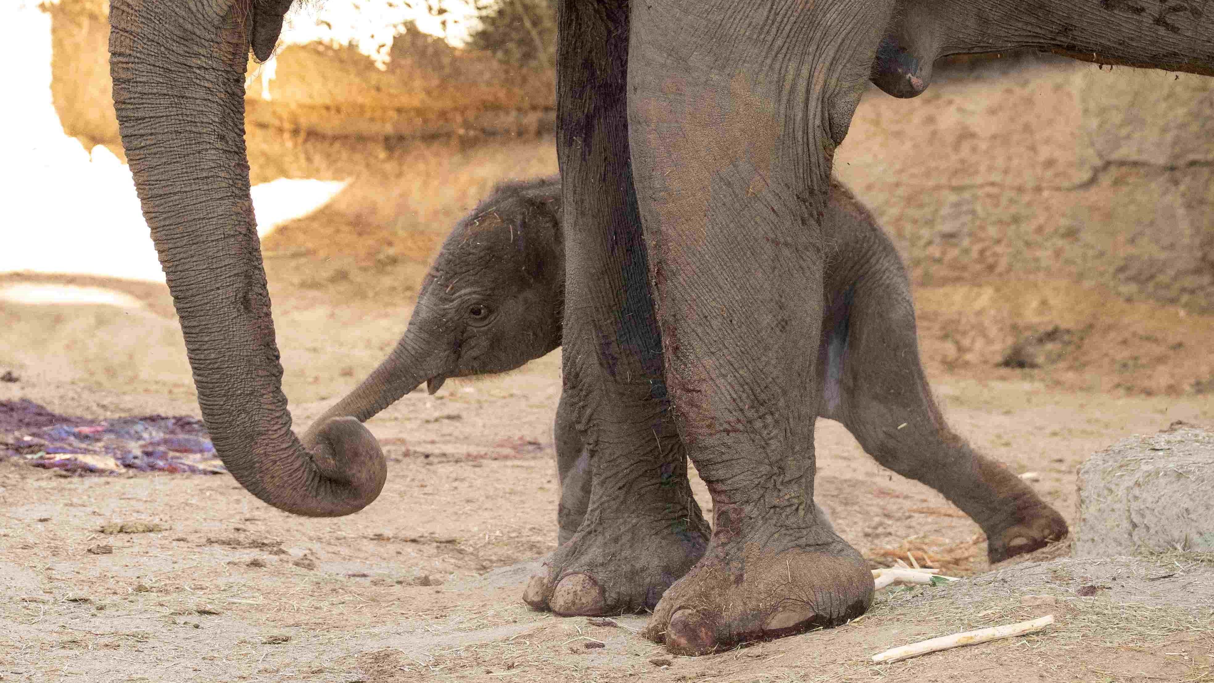 Nace un elefante de Sumatra, una subespecie en peligro crítico de extinción, en el Zoo de Madrid