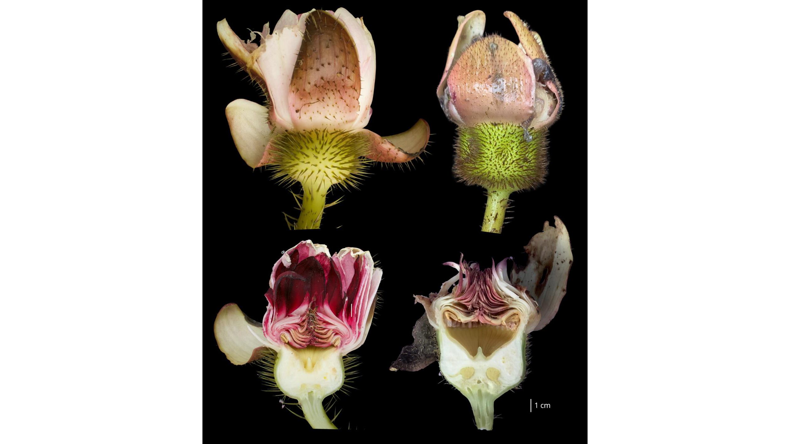 Taxonomías de las flores de la Victoria amazonica (izquierda) y la  Victoria colombiana (derecha), publicadas en octubre de 2026 en la revista científica Phytotaxa.