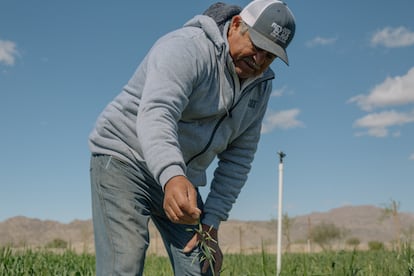 Don Beto en su rancho Tata Lobo, Mexicali, México.