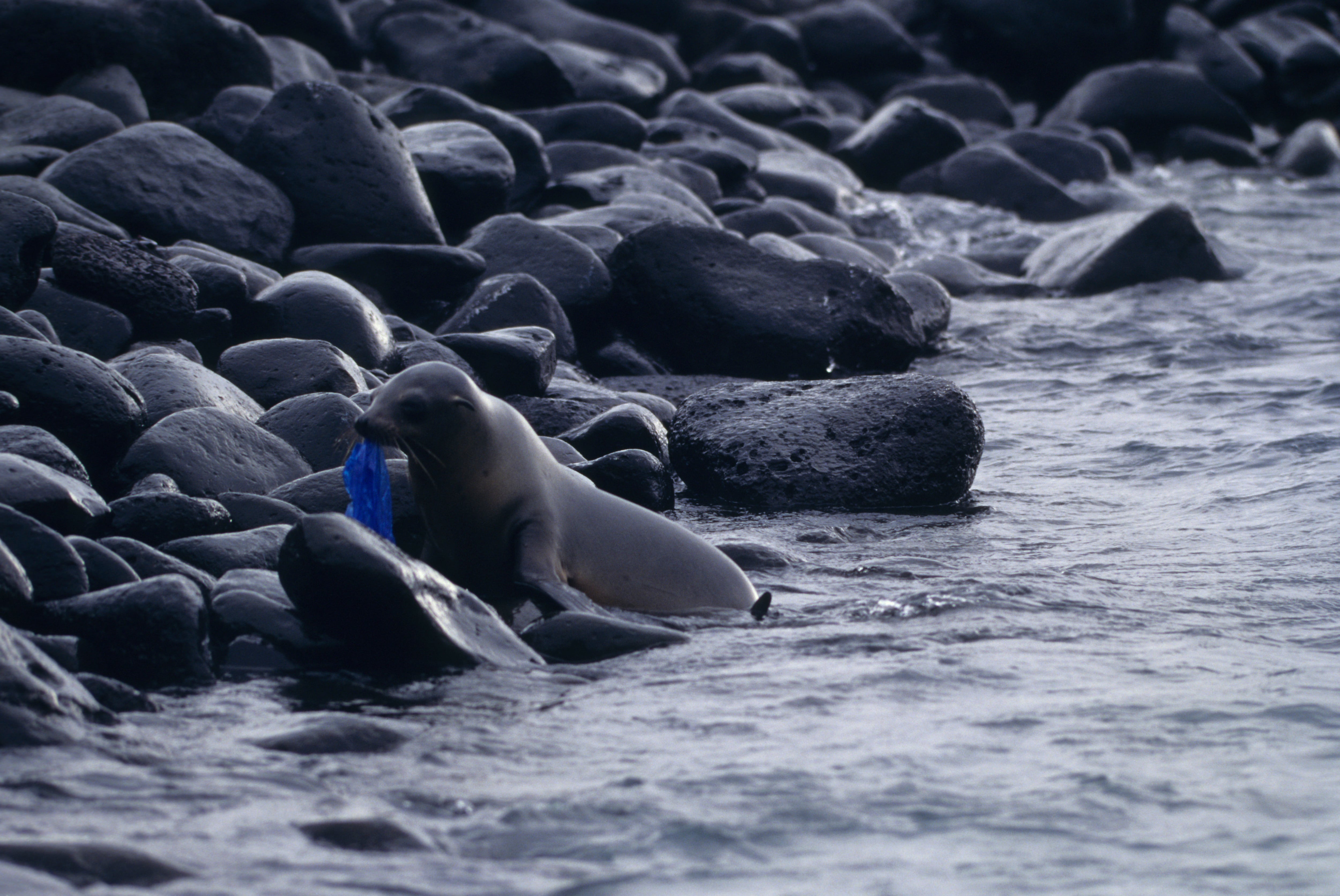 La necesidad de proteger Galápagos de la contaminación plástica