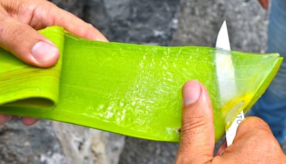 Corte de una hoja de aloe.