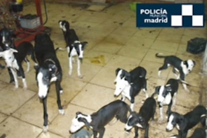 Perros recuperados en un trastero del distrito de Usera.