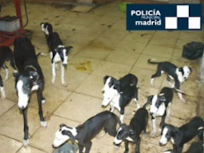 Perros recuperados en un trastero del distrito de Usera.