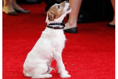 Uggie es uno de los actores de The Artist. 