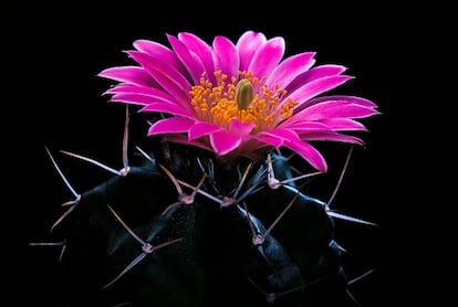 Las floraciones de los cactus son tan sorprendentes como en este Echinocereus knippelianus.