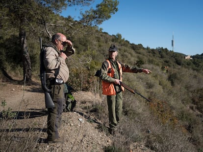 Caza de jabalíes en Collserola, en Barcelona.  Gianluca Battista