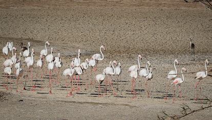 Flamencos en La Cañada de los Pájaros cerca de Espacio Natural de Doñana