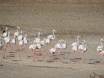 Unos flamencos recorren una laguna completamente seca en La Cañada de los Pájaros, un humedal en Sevilla junto al Espacio Natural de Doñana.