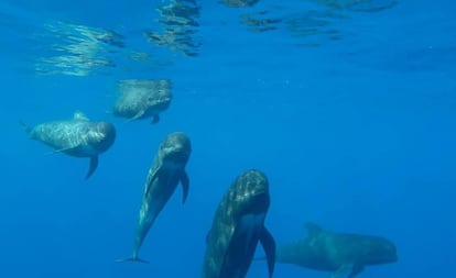 Una excursión desde Mazarrón es el plan perfecto para aquellos que quieran observar la fauna marina: desde delfines a tortugas o peces luna.