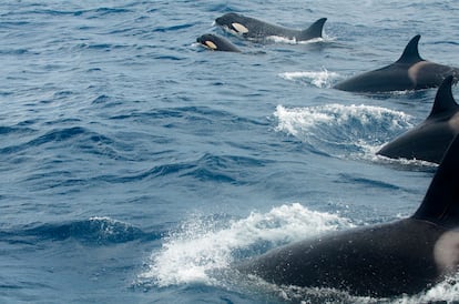 Un grupo de orcas, en el estrecho de Gibraltar.