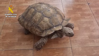 Una tortuga que pertenecía a la red de tráfico de animales desmantelada.