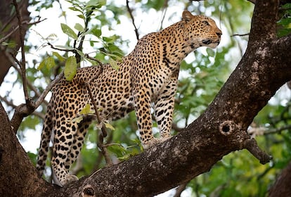 &quot;Por encima del le&oacute;n, el leopardo es el gran se&ntilde;or de South Luangwa, aunque no siempre sea f&aacute;cil de ver. Es uno de los felinos con mayor capacidad de adaptaci&oacute;n del continente africano&quot;.   200 mm f4 1/320  ISO 4000 