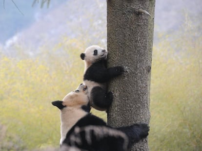 Dos pandas en el Centro Hetaoping de Investigación y Conservación en Wolong, en la provincia de Sichuan (China).